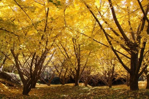 สวนแปะก๊วยพันต้นของเมืองทะรุมิซุ