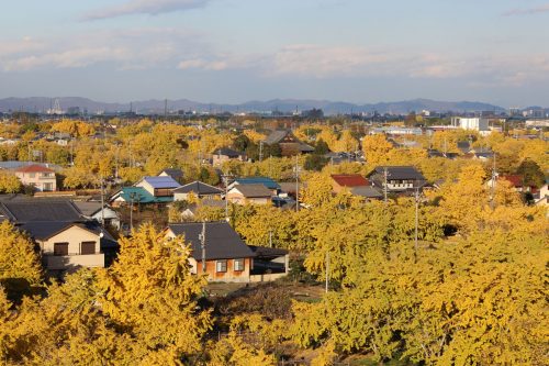 ต้นแป๊ะก๊วยที่เมืองโซบุเอะ