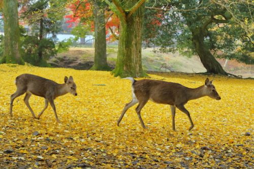 สวนนารา