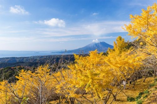 สวนแปะก๊วยพันต้นของเมืองทะรุมิซุ