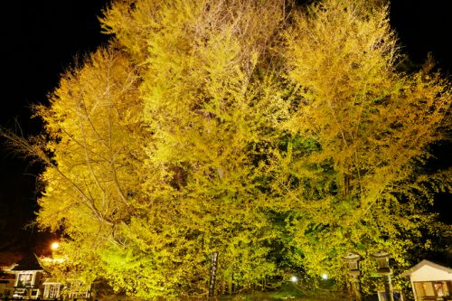 ต้นแปะก๊วยเมืองคิตะคะเนะกะซะวะ 