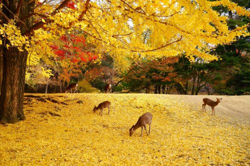 สวนนารา