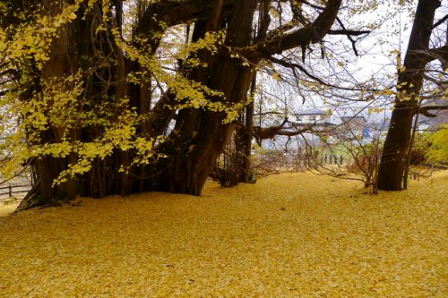 ต้นแปะก๊วยเมืองคิตะคะเนะกะซะวะ 